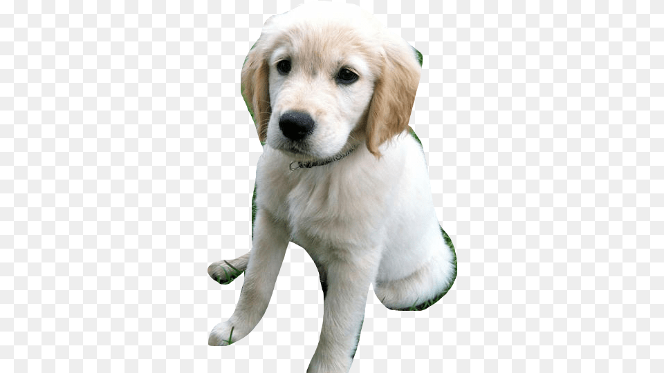Dog Catches Something, Animal, Canine, Mammal, Pet Png