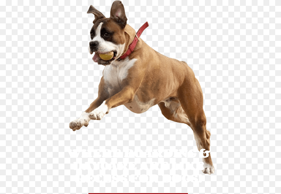 Dog Catches Something, Animal, Pet, Mammal, Canine Free Transparent Png