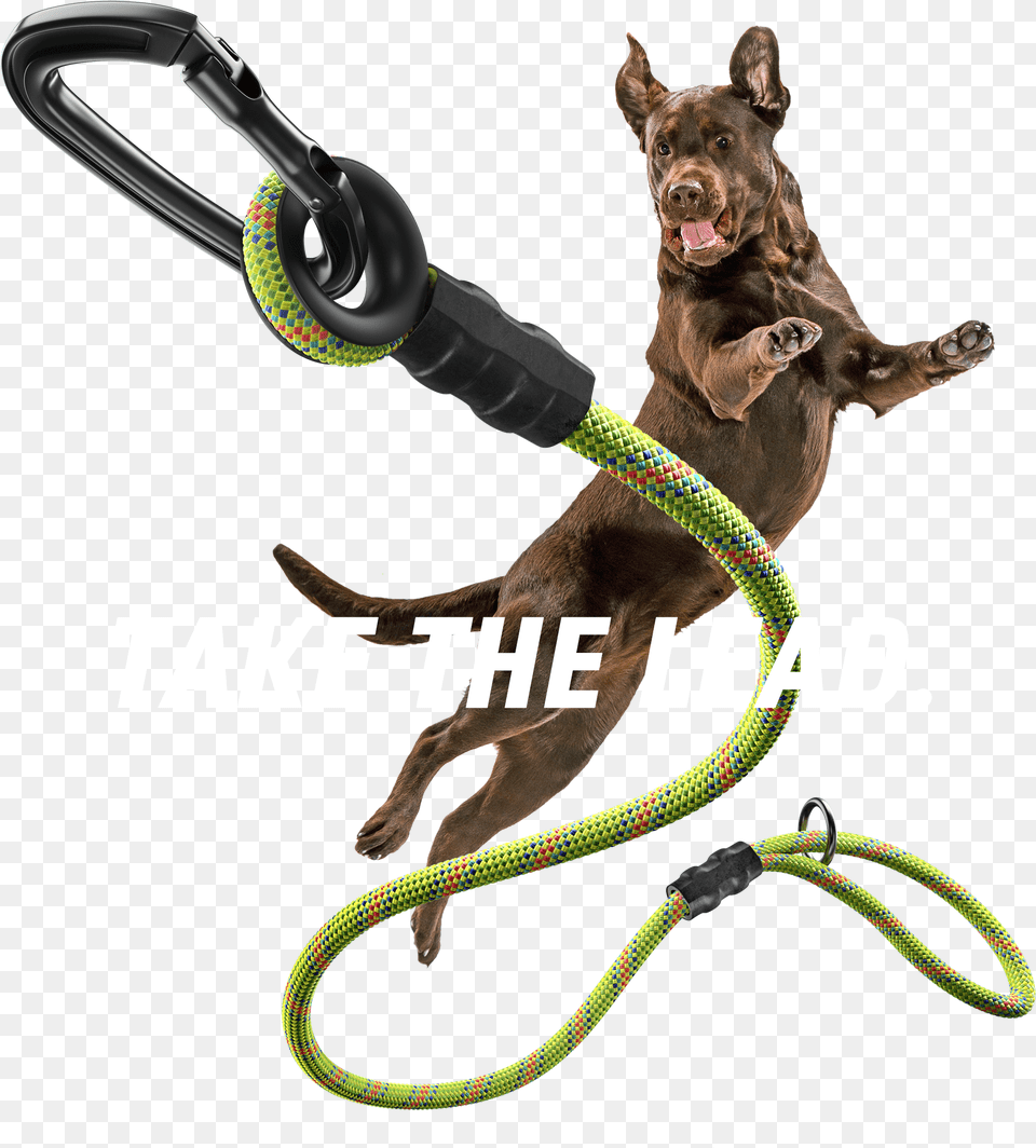 Dog Catches Something, Accessories, Leash, Strap, Kangaroo Free Png