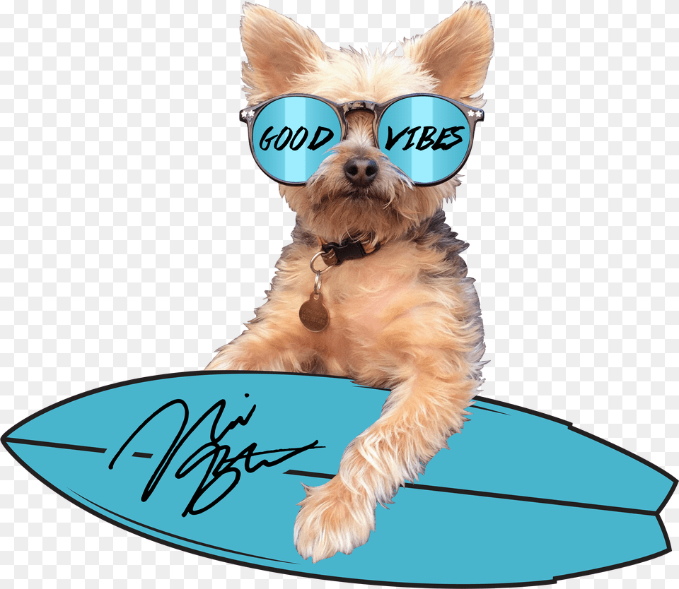 Dog Catches Something Free Transparent Png