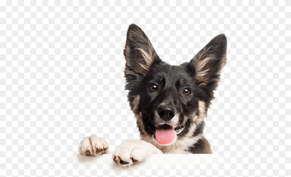 Dog Catches Something, Animal, Canine, Mammal, Pet Free Transparent Png