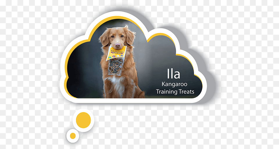 Dog Catches Something, Animal, Canine, Golden Retriever, Mammal Free Transparent Png