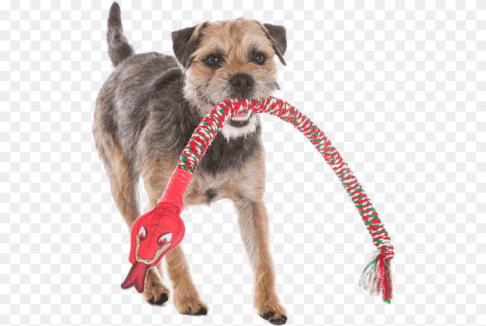 Dog Catches Something, Accessories, Strap, Animal, Canine Free Transparent Png
