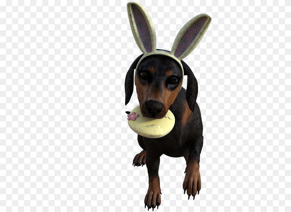 Dog Catches Something, Animal, Canine, Mammal, Pet Free Png