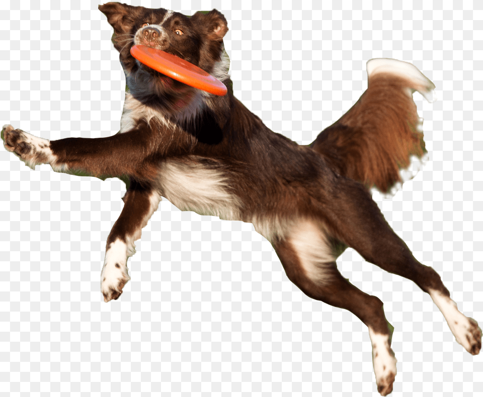 Dog Catches Something, Animal, Canine, Mammal, Pet Free Png