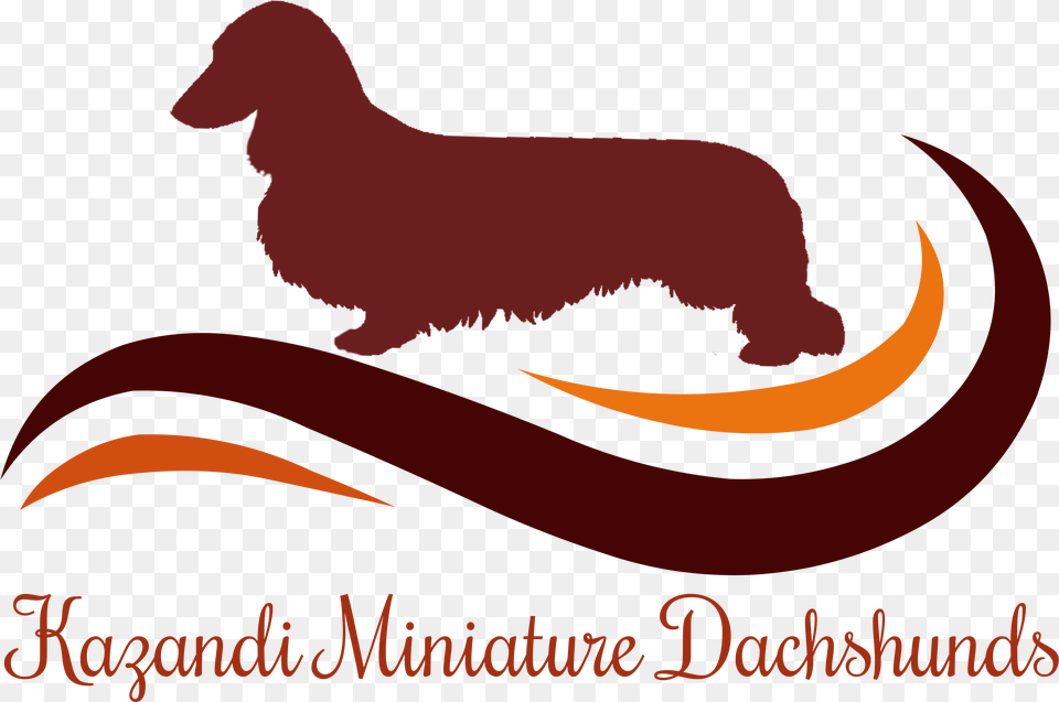 Dog Catches Something, Animal, Bear, Mammal, Wildlife Png