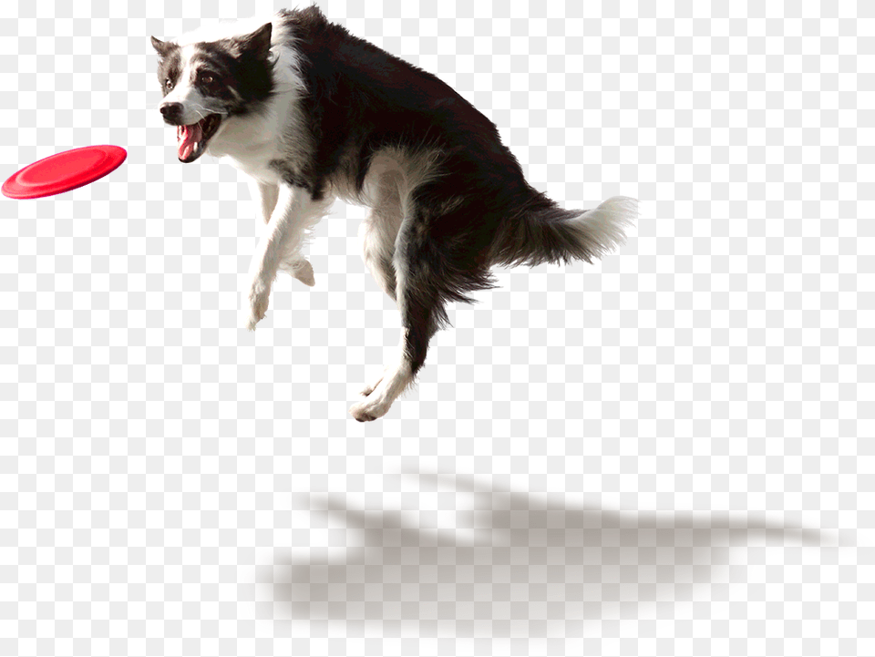 Dog Catching Frisbee, Animal, Canine, Mammal, Pet Png Image