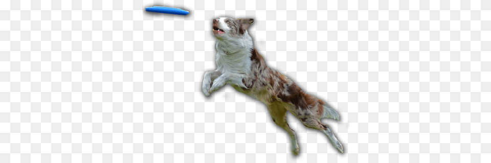 Dog Catching Frisbee, Toy, Animal, Canine, Mammal Free Png