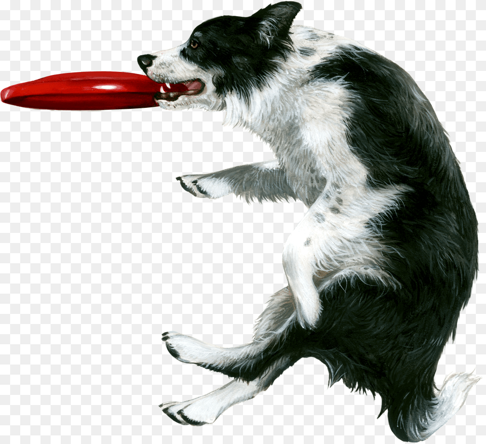 Dog Catching Frisbee Stock Free Png Download