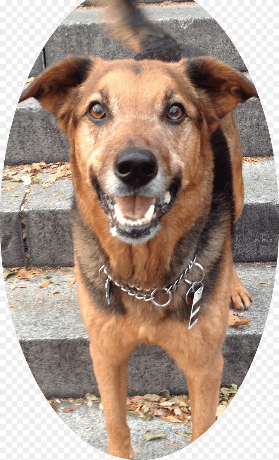 Dog Catclass Service Companion Dog, Animal, Canine, Mammal, Pet Png Image