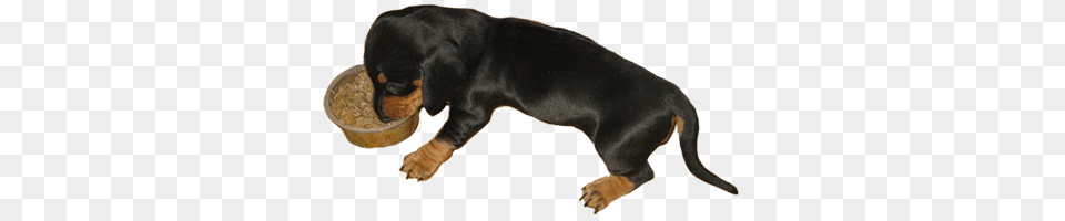 Dog Clip Art, Animal, Canine, Hound, Mammal Free Png