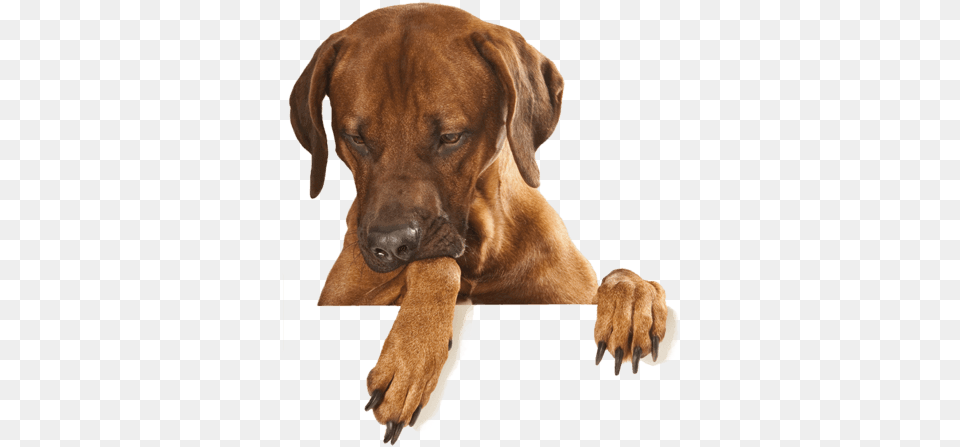 Dog Clipart Images Transparent, Animal, Boxer, Bulldog, Canine Png Image