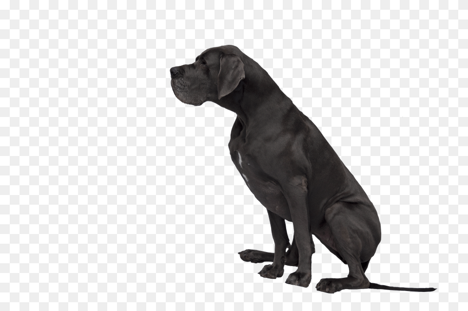 Dog Cliparts Transparent Transparent Black Dog Clipart, Animal, Canine, Mammal, Pet Png