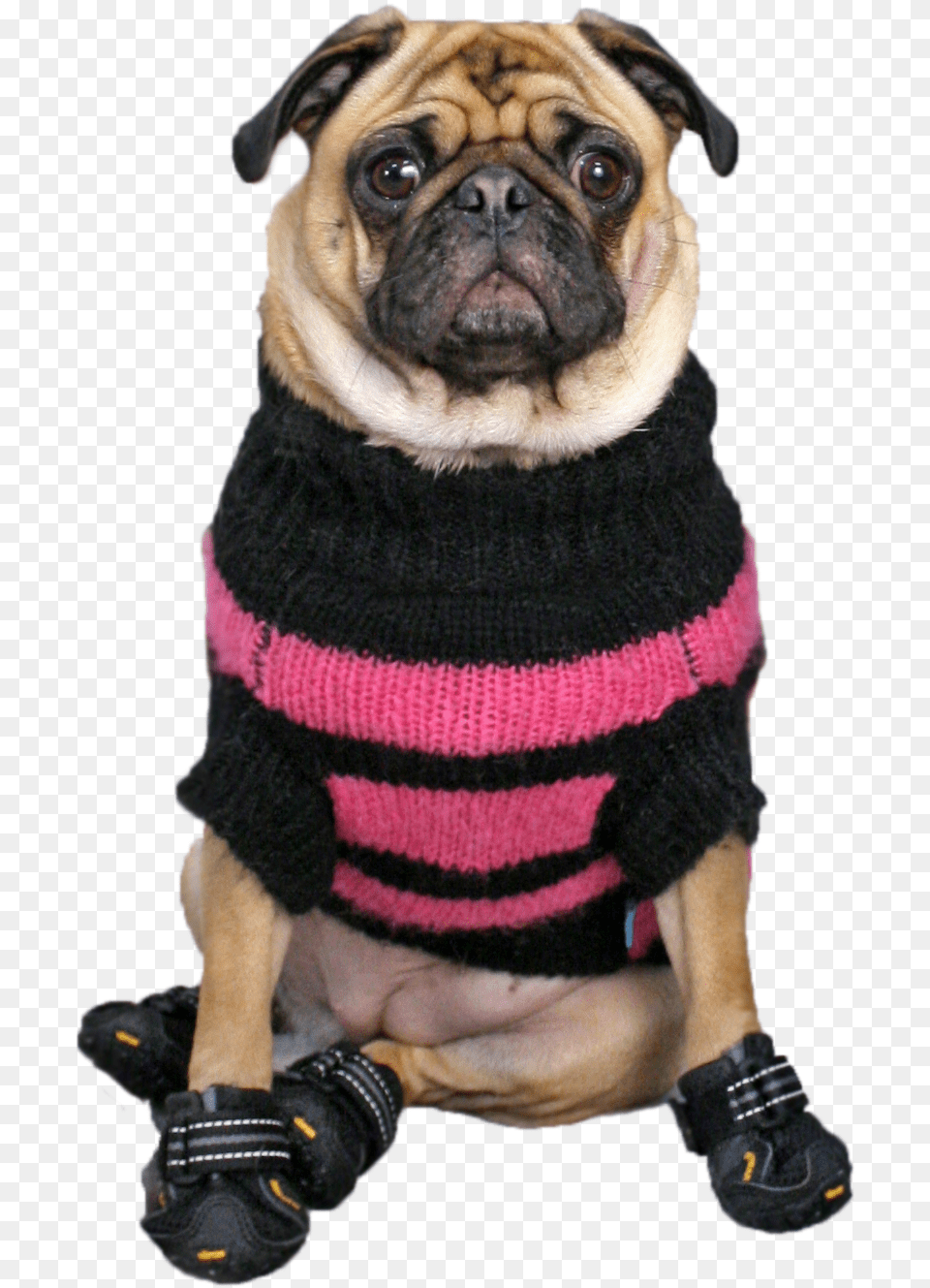 Dog Clothes, Animal, Canine, Mammal, Pet Png Image
