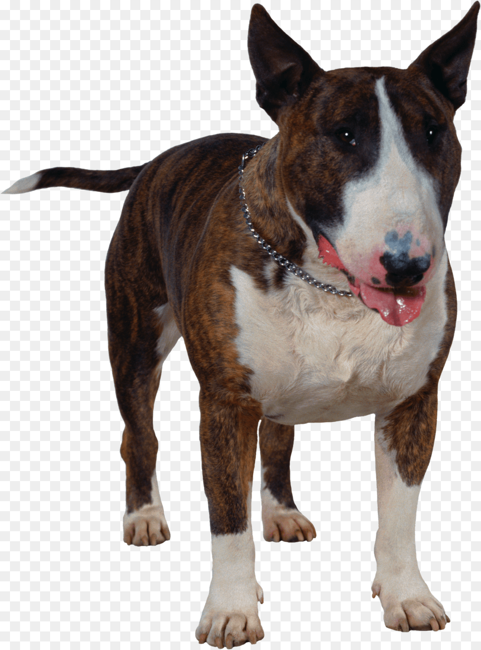 Dog Co Bull Terrier, Animal, Canine, Mammal, Pet Free Png Download