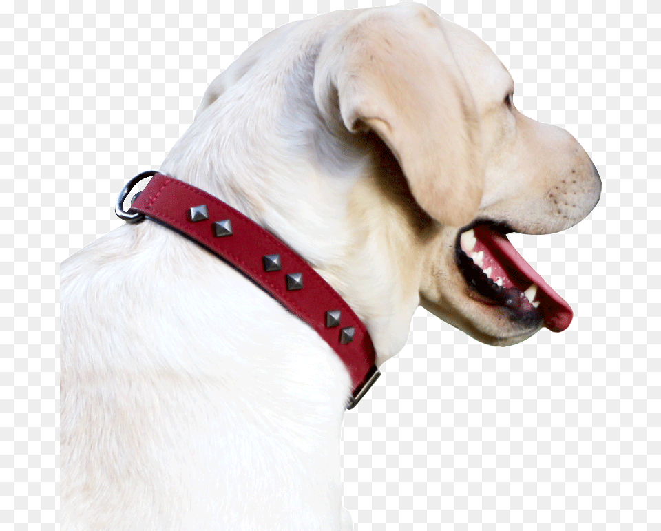 Dog Collar Dog Chain Collar Large Dog Dog Collar Dog Dog Yawns, Accessories, Animal, Canine, Mammal Png Image