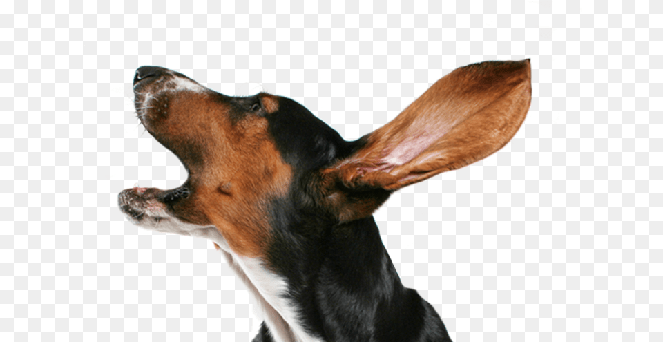 Dog Collar Puppy Bark Dog Collar Small Dog Barking, Animal, Canine, Hound, Mammal Free Png Download