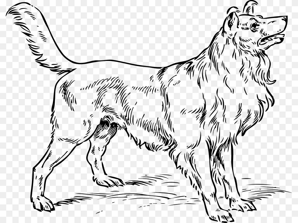 Dog Collie Breed Pedigree Border Purebred Collie Dog Coloring Pages, Lighting Free Png