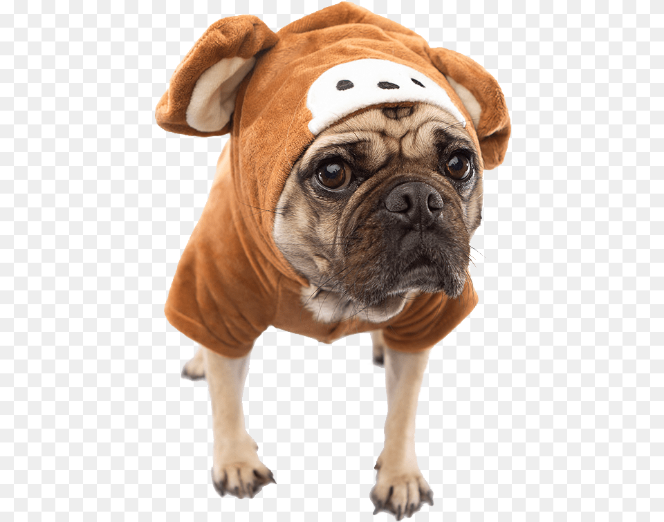 Dog Costume Transparent, Animal, Canine, Mammal, Pet Free Png