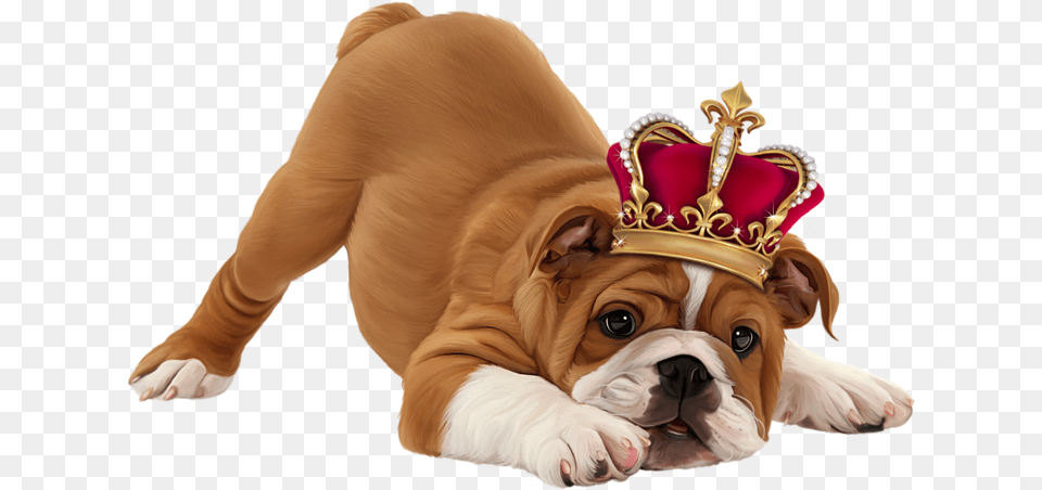 Dog Crown Official Psds Puppy Hd Images In White Background, Accessories, Animal, Canine, Mammal Png Image