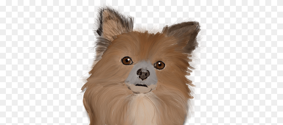 Dog Cute Animal Image On Pixabay Northern Breed Group, Canine, Mammal, Pet, Collie Free Png Download