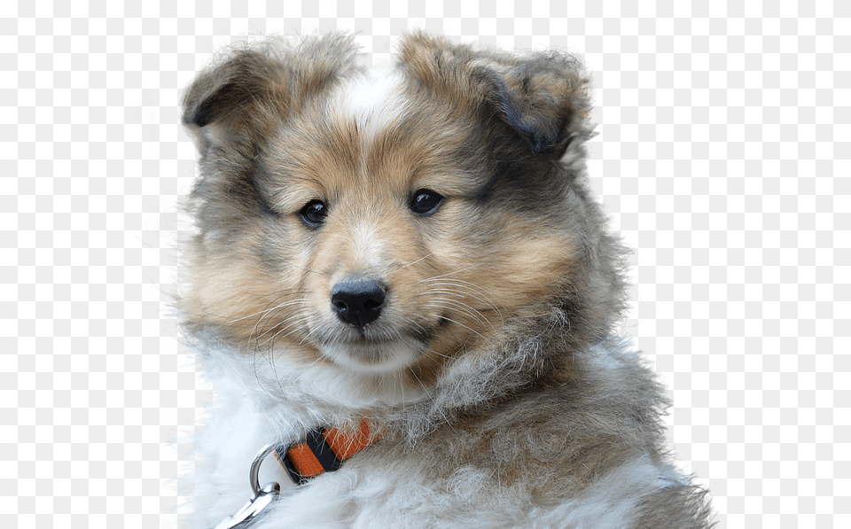 Dog Cute Isolated Pet Portrait Sad Young Dog Portrait Transparent, Animal, Canine, Mammal, Puppy Free Png Download