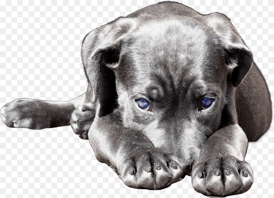 Dog Cute Puppy Lab Labrador Labradorretriever Labrador Retriever, Animal, Canine, Mammal, Pet Png Image