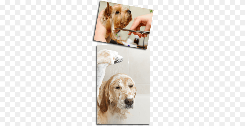 Dog Day Afternoon Grooming Ultimate Dog Grooming By Eileen Geeson, Animal, Pet, Canine, Mammal Png