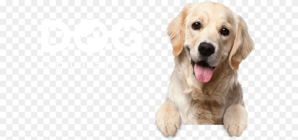 Dog Delights Background Register Pet Background Puppy, Animal, Canine, Mammal, Golden Retriever Free Png Download