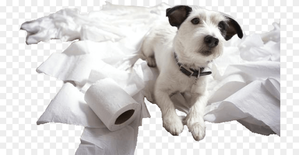 Dog Destroying Toilet Paper, Animal, Canine, Mammal, Pet Png Image