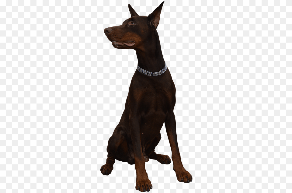 Dog Doberman Animal Doberman, Accessories, Canine, Mammal, Pet Free Png