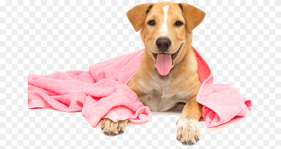 Dog Dog Bath, Animal, Canine, Mammal, Pet Png Image