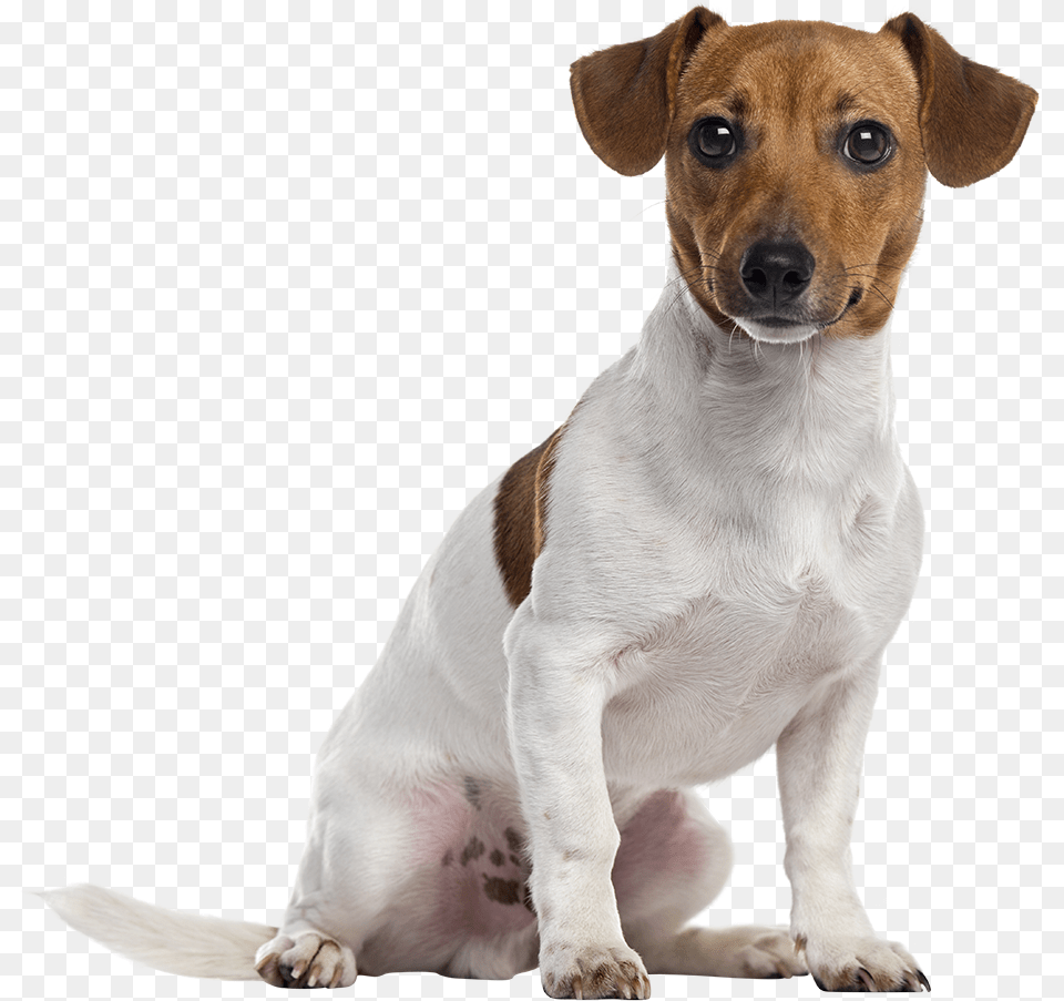 Dog Dog Breed Jack Russell Terrier, Animal, Canine, Hound, Mammal Free Transparent Png