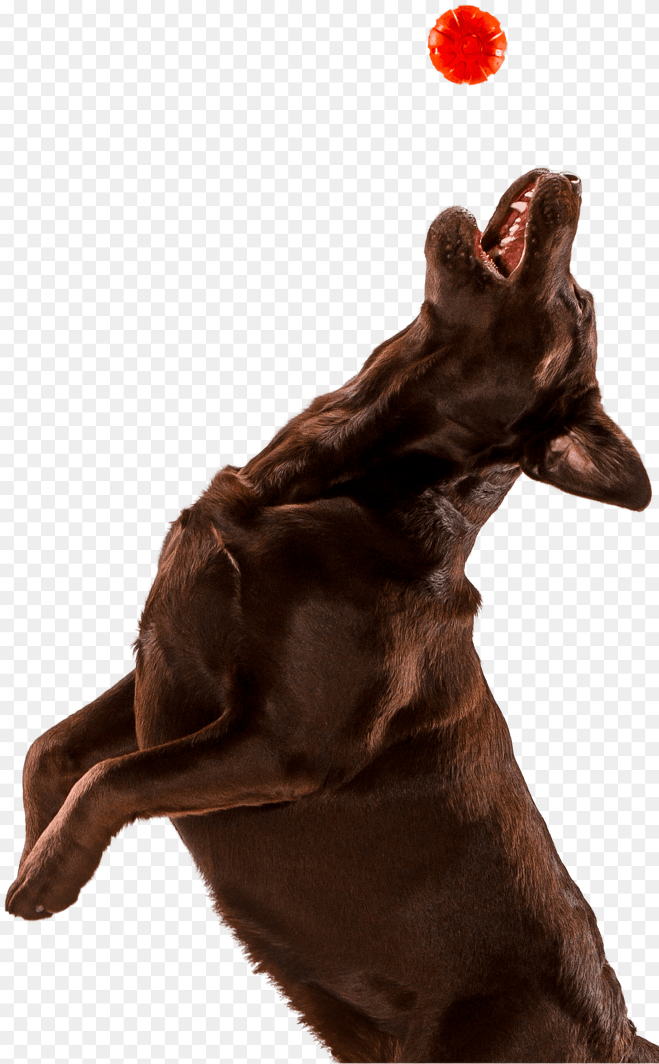 Dog Dog Jumping, Outdoors, Night, Nature, Astronomy Png