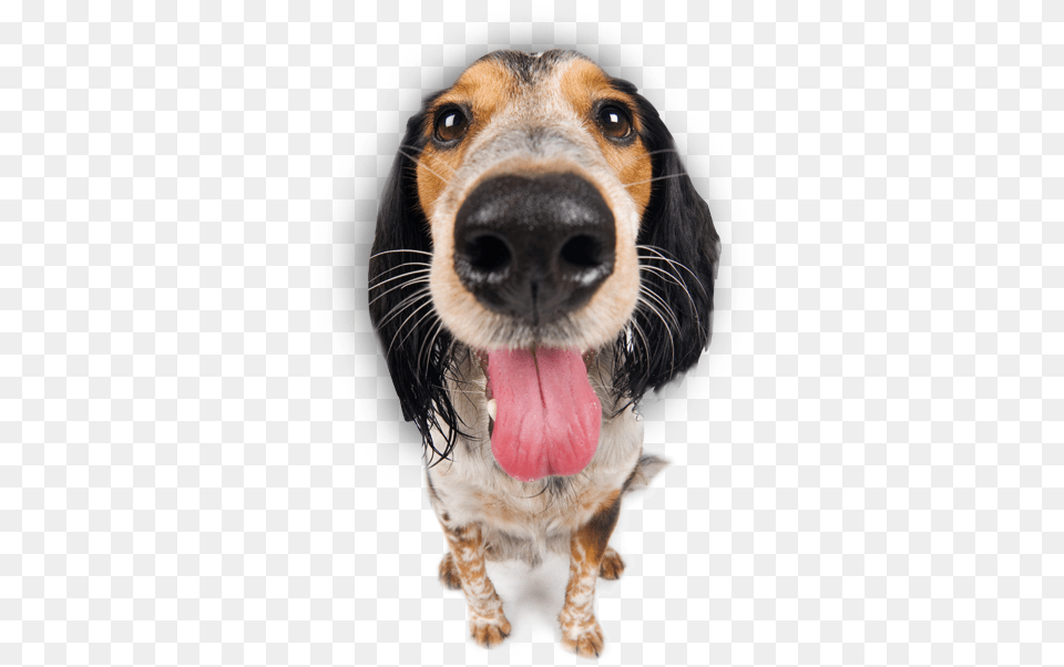 Dog Dog Tongue Out, Animal, Pet, Mammal, Hound Png Image