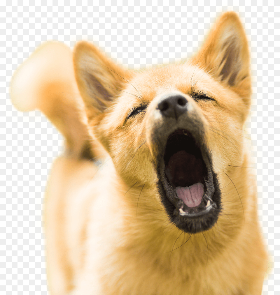 Dog Doggie Barking Cute Funny Meme Dog Barking, Animal, Canine, Mammal, Pet Png