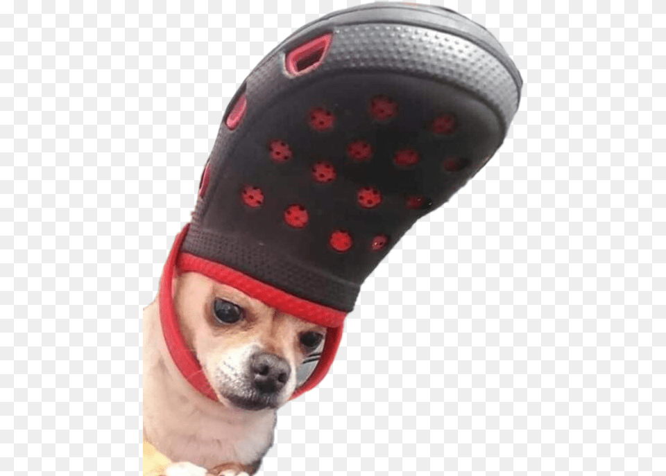 Dog Doggo Meme Crocs Chihuahua Funny Perro Lomito Dog With Croc On Head, Footwear, Shoe, Clothing, Cap Png Image