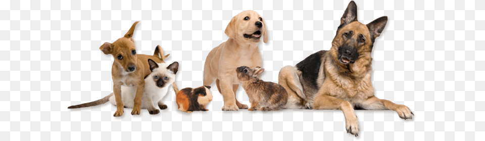 Dog Dogs Cat Cats Rabbit Bunny Animals Terrieasterly Veterinarian Dog And Cat, Animal, Canine, German Shepherd, Mammal Png