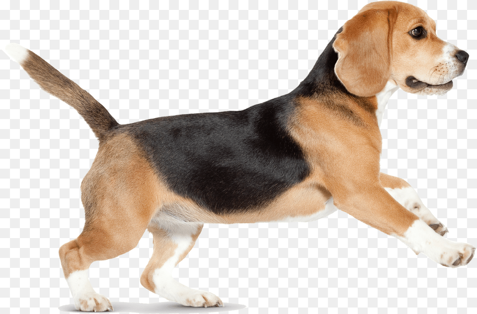 Dog Dogs Puppy Pictures Free Dog Walking, Animal, Beagle, Canine, Hound Png