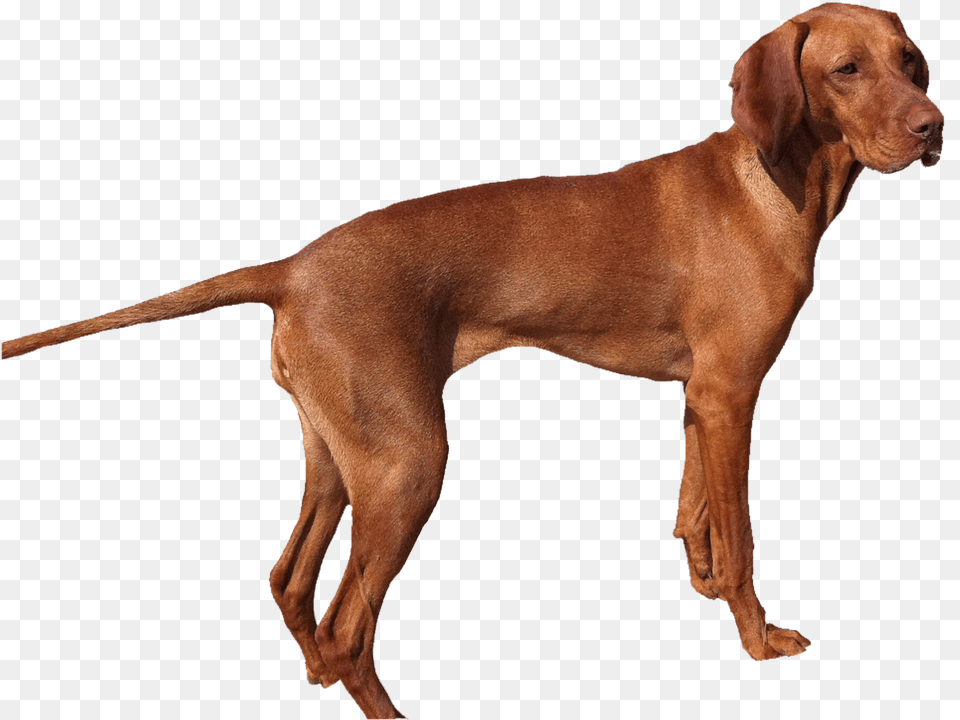 Dog Dogs Puppy Pictures Download, Animal, Canine, Hound, Mammal Free Transparent Png