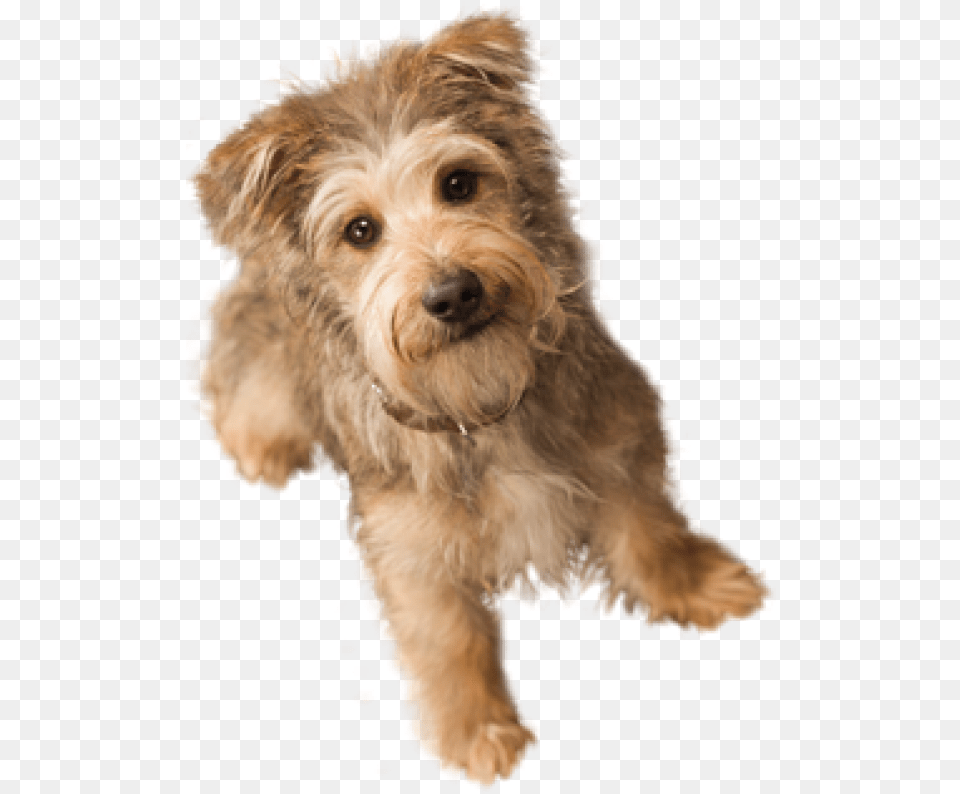 Dog Doll Small Dog Transparent Background, Animal, Canine, Mammal, Pet Free Png Download