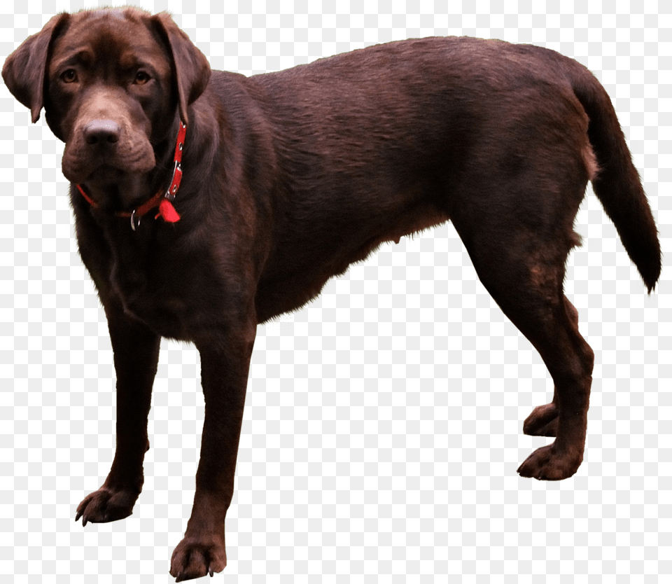 Dog Domestic Animals, Animal, Canine, Labrador Retriever, Mammal Png Image