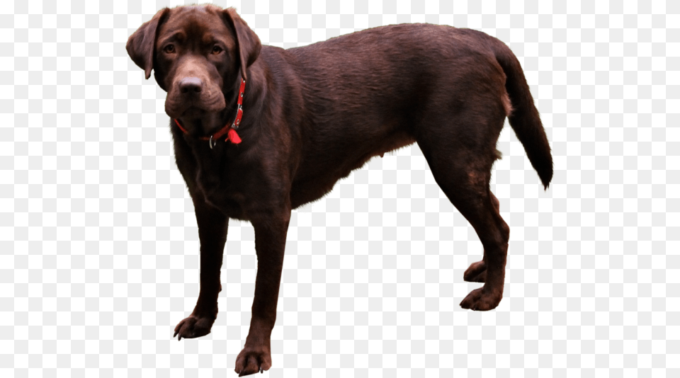 Dog Domestic Animals, Animal, Canine, Labrador Retriever, Mammal Free Transparent Png