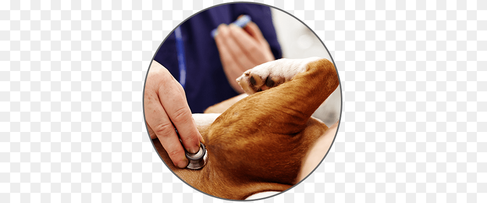 Dog Donate 2 Dog, Body Part, Finger, Hand, Person Png Image