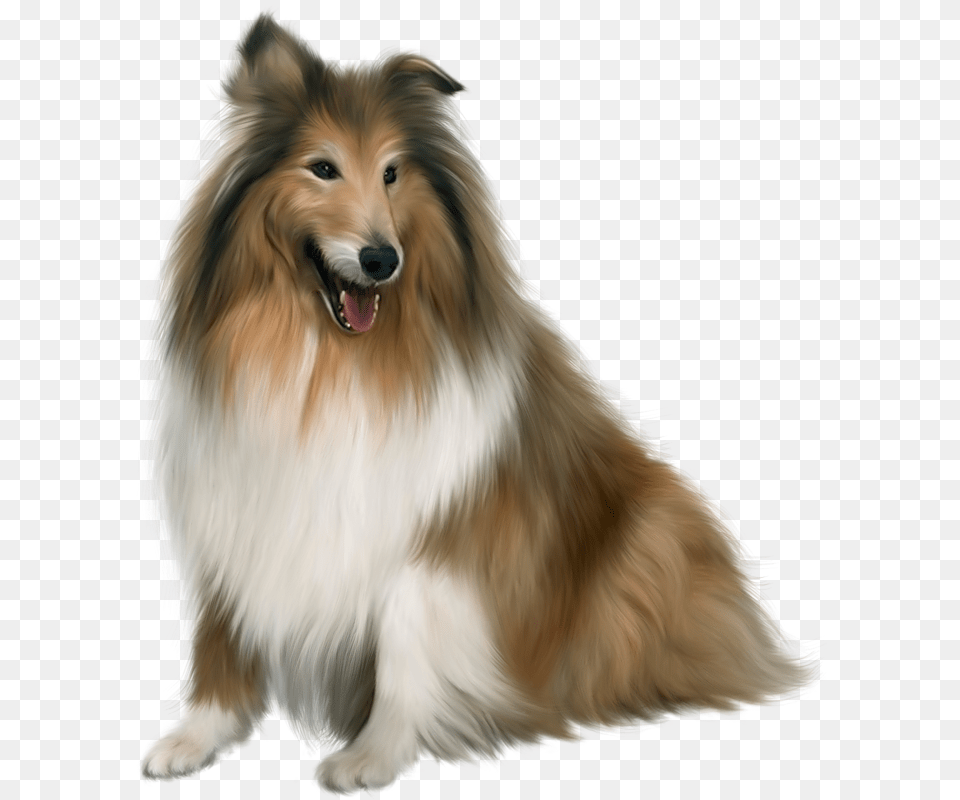 Dog Download Collie, Animal, Canine, Mammal, Pet Free Transparent Png