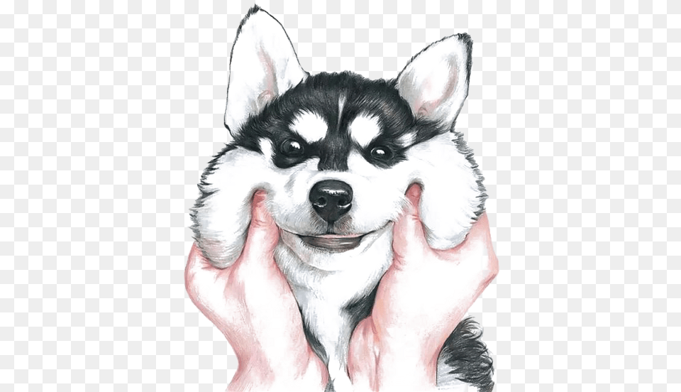 Dog Drawing, Animal, Canine, Husky, Mammal Free Png Download
