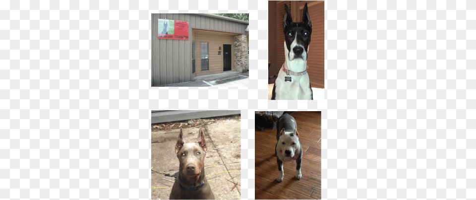 Dog Ear Cropping Houston Tx, Pet, Mammal, Canine, Animal Free Png