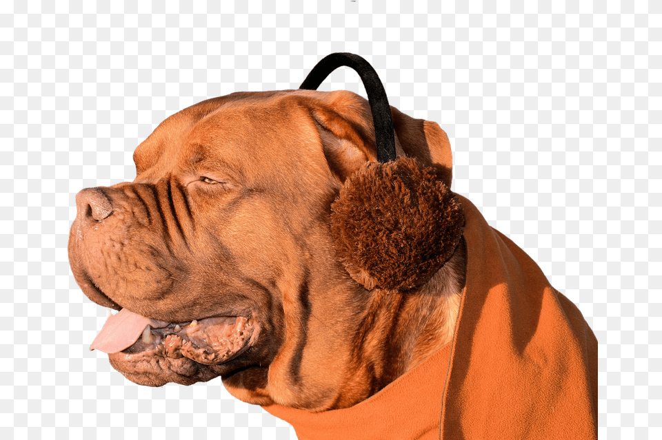 Dog Ear Muffs Fun Cute Pet Animal Domesticated Ear Mite N Dogs, Boxer, Bulldog, Canine, Mammal Png