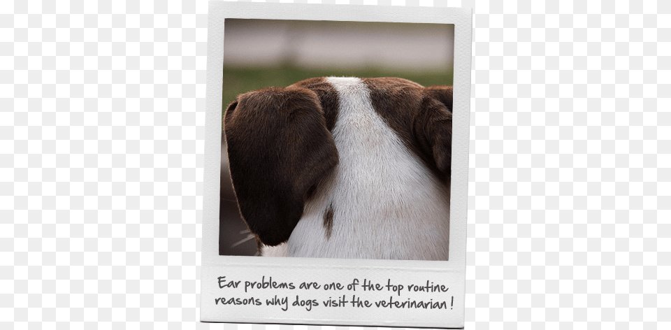 Dog Ear Problems Beagle, Animal, Canine, Hound, Mammal Png Image