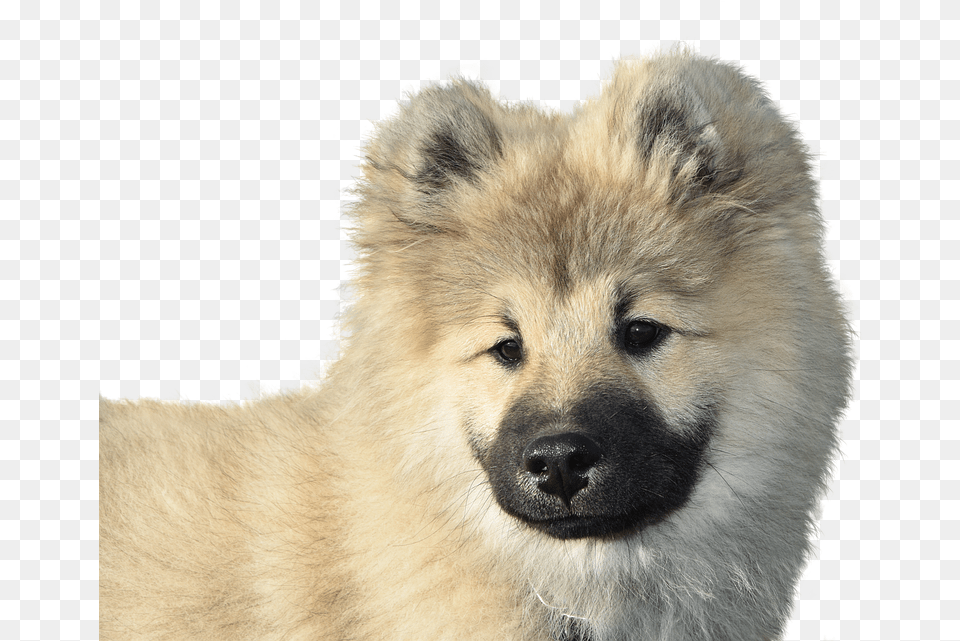 Dog Eurasier Isolated Dear Purebred Dog Animal Wolf Dog, Canine, Mammal, Pet, White Dog Free Png Download